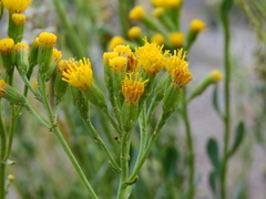 Senecio subumbellatus