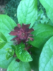 Calycanthus
