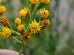 Senecio subumbellatus