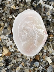 Semelidae