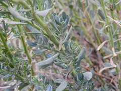 Senecio subumbellatus