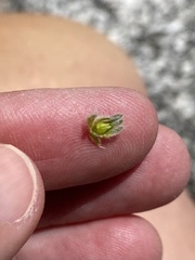 Cryptantha clevelandii