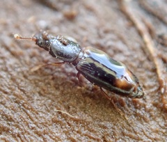 Rhizophagus bipustulatus