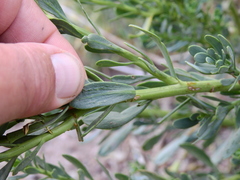 Senecio subumbellatus