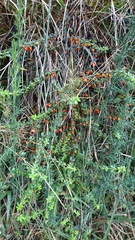 Galium hypocarpium