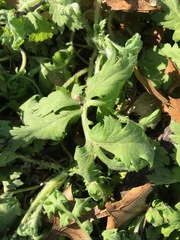 Brassicaceae