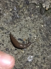 Gastropoda