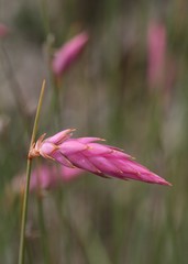 Johnsonia teretifolia