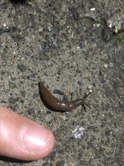 Gastropoda