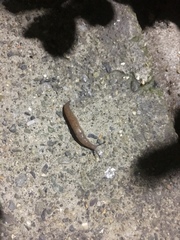 Gastropoda