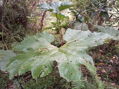 Gunnera pilosa
