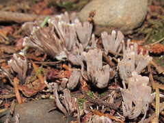 Thelephora palmata
