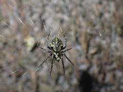 Cryptaranea atrihastula