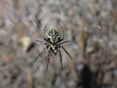 Cryptaranea atrihastula