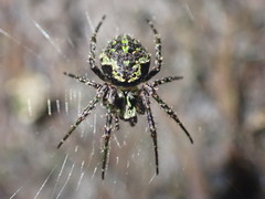 Cryptaranea atrihastula