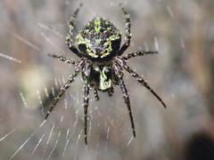 Cryptaranea atrihastula