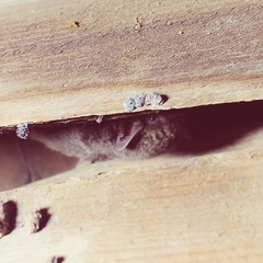 Pipistrellus abramus