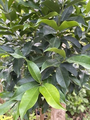 Syzygium simile