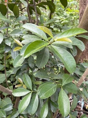 Euonymus cochinchinensis