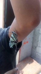 Protographium