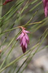 Johnsonia teretifolia