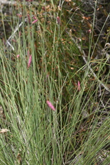 Johnsonia teretifolia