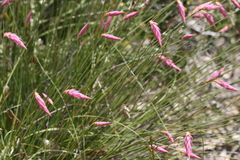 Johnsonia teretifolia