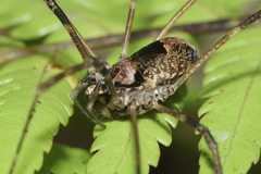 Forsteropsalis inconstans