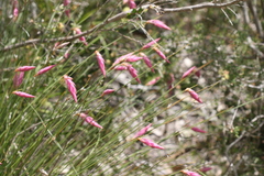 Johnsonia teretifolia