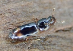 Rhizophagus bipustulatus