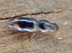 Rhizophagus bipustulatus