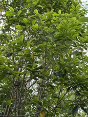 Eustigma oblongifolium