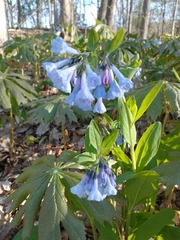 Mertensia virginica