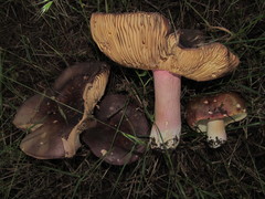 Russula olivacea
