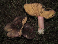 Russula olivacea