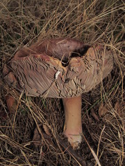 Russula olivacea