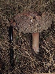 Russula olivacea