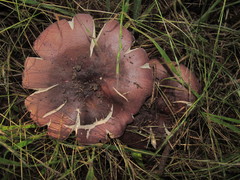 Russula olivacea