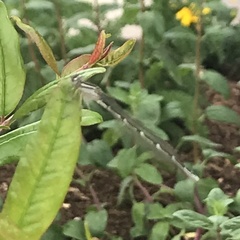 Platycnemis