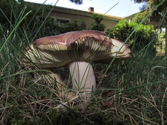 Russula olivacea