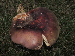 Russula olivacea