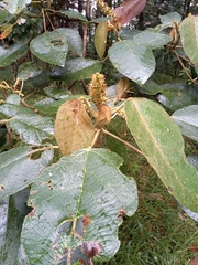 Croton magdalenensis