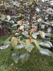 Croton magdalenensis