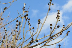 Fraxinus pennsylvanica