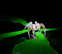 Phoneutria boliviensis
