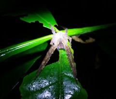 Phoneutria boliviensis