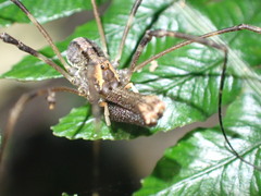 Forsteropsalis inconstans