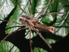 Forsteropsalis inconstans