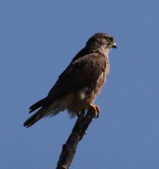 Falco columbarius image