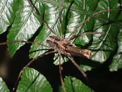 Forsteropsalis inconstans